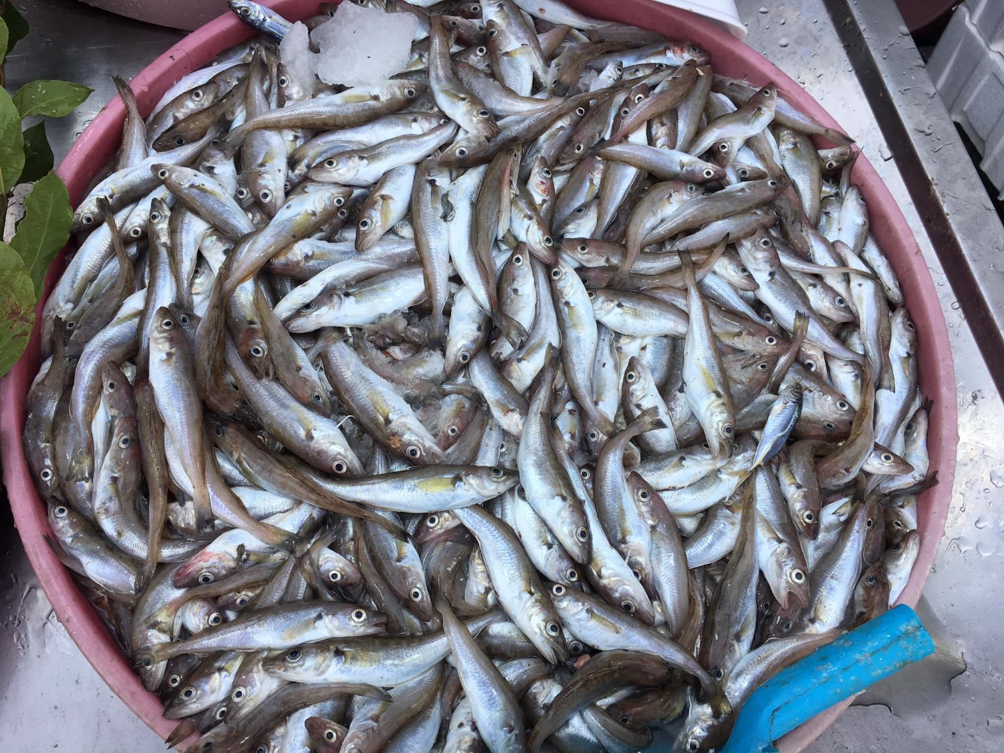 Zonguldak’ta balık fiyatları yükseldi