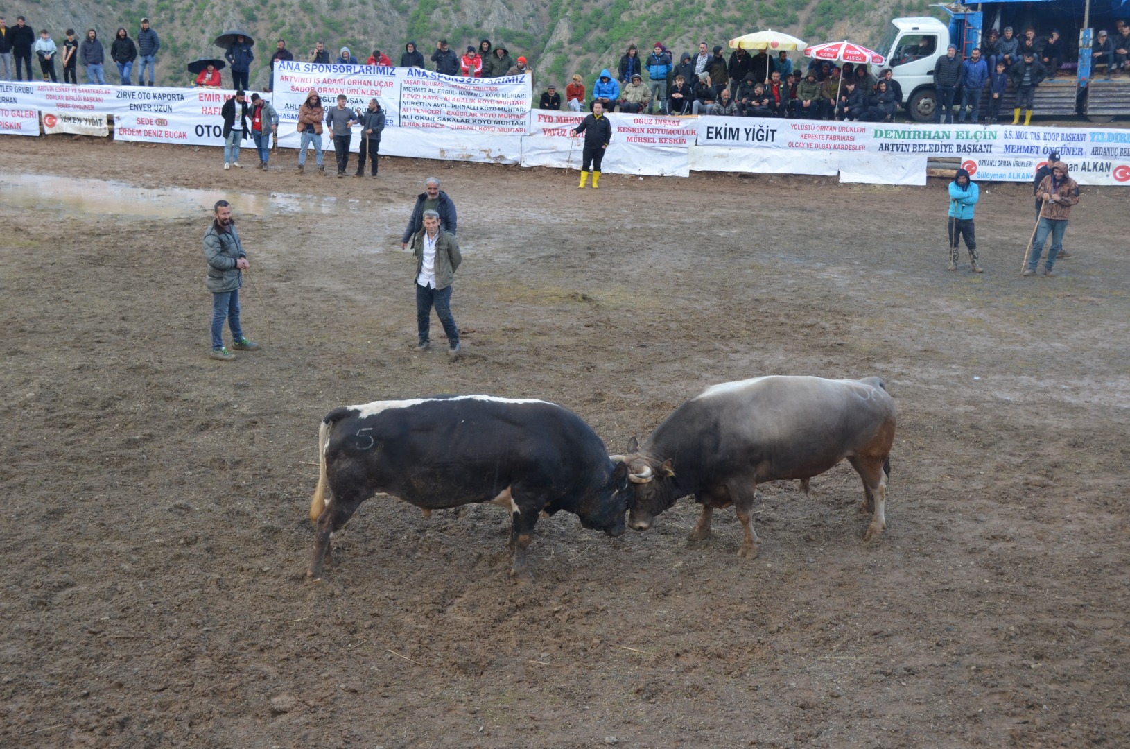 Artvin’de boğa güreşleri festivalleri başladı