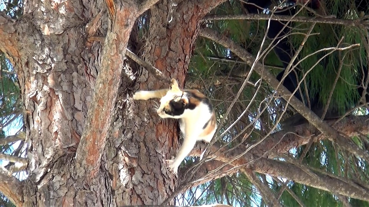 Osmaniye'de kedi kurtarma operasyonu