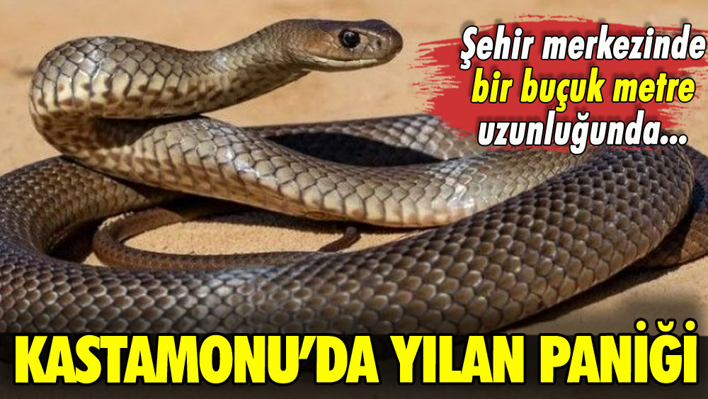 Kastamonu'da yılan paniği!