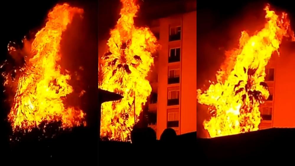 Mersin'de palmiye ağaçları alev topuna döndü