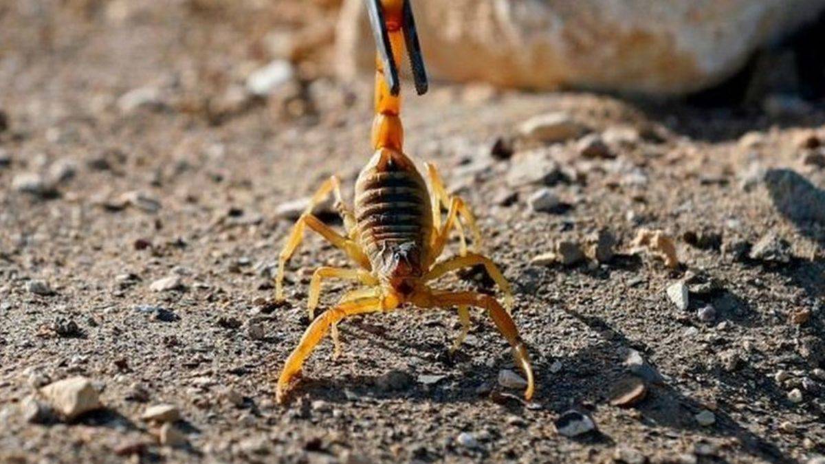 Talihsizliğin böylesi: Uçakta yolcuyu akrep soktu!