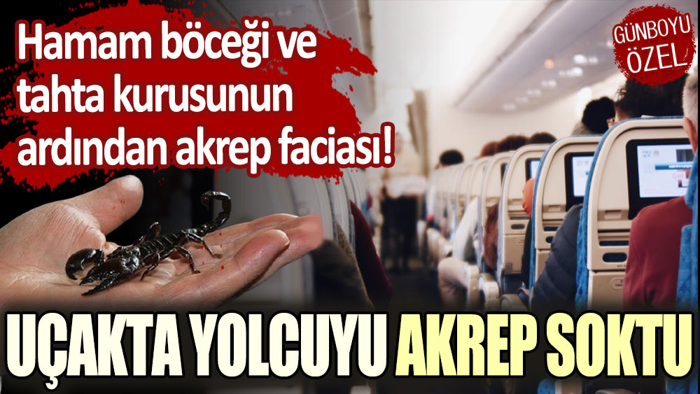 Hamam böceği ve tahta kurusunun ardından akrep faciası! Uçakta bir yolcuyu akrep soktu