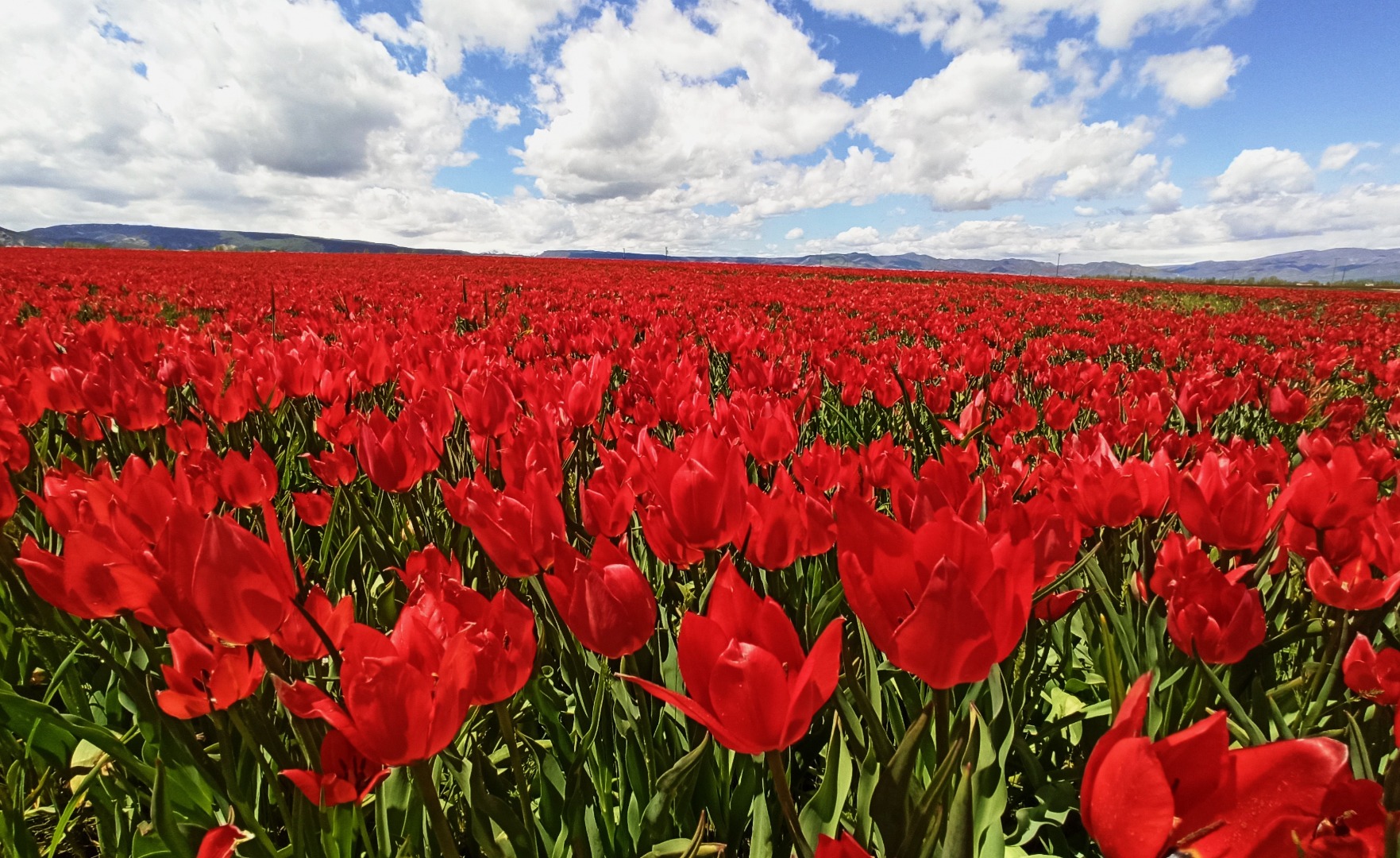 Muş Ovası’nı kırmızıya bürüyen lalelerden kartpostallık görüntüler