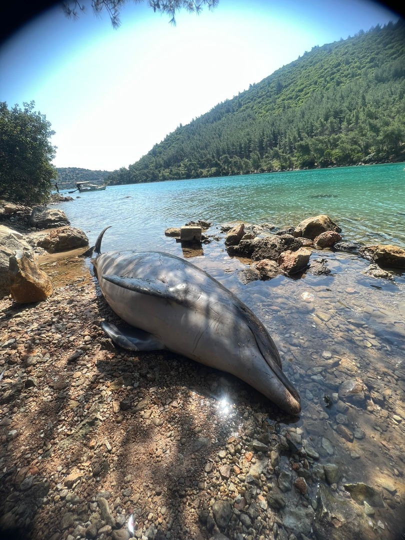 Bodrum Cennet koyda ölü Yunus balığı karaya vurdu