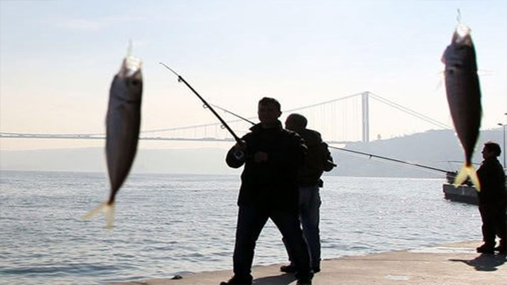 İstanbul Boğazı'nda istavrit bolluğu sevindirdi