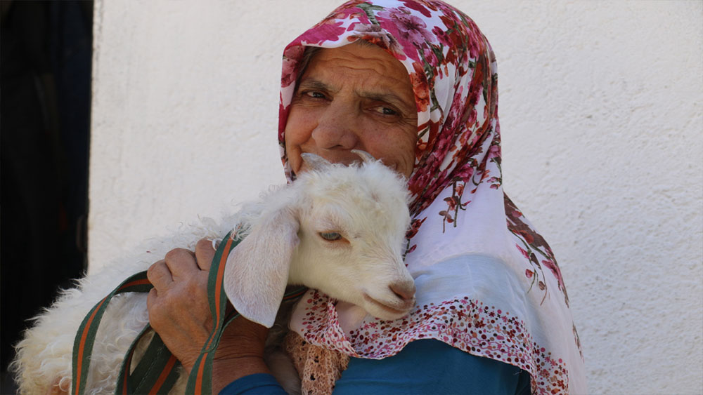 Biricik kuzusuna evlat gibi bakıyor