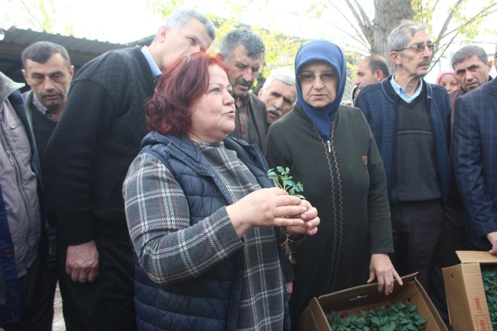 İnebolu'da çiftçilere domates ve biber fidesi dağıtıldı