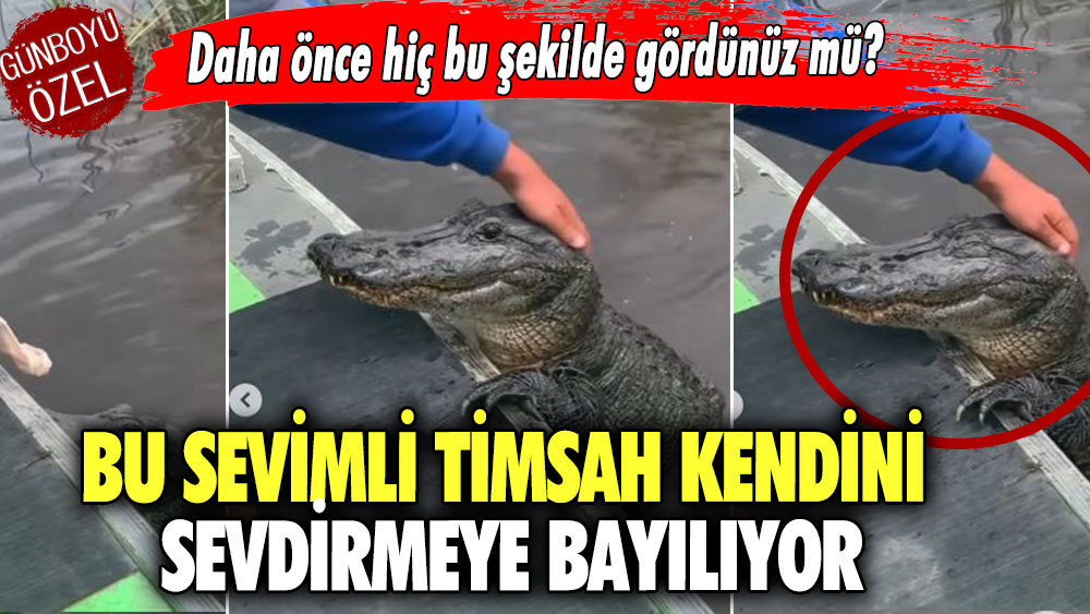 Bu sevimli timsah kendini sevdirmeye bayılıyor! Daha önce hiç bu şekilde gördünüz mü?