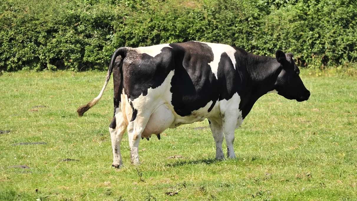 Rüyada inek görmek ne anlama geliyor?