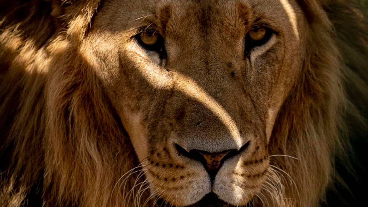 Dünyanın en yaşlı vahşi aslanlarından biriydi: Loonkiito köy sakinleri tarafından mızrakla öldürüldü