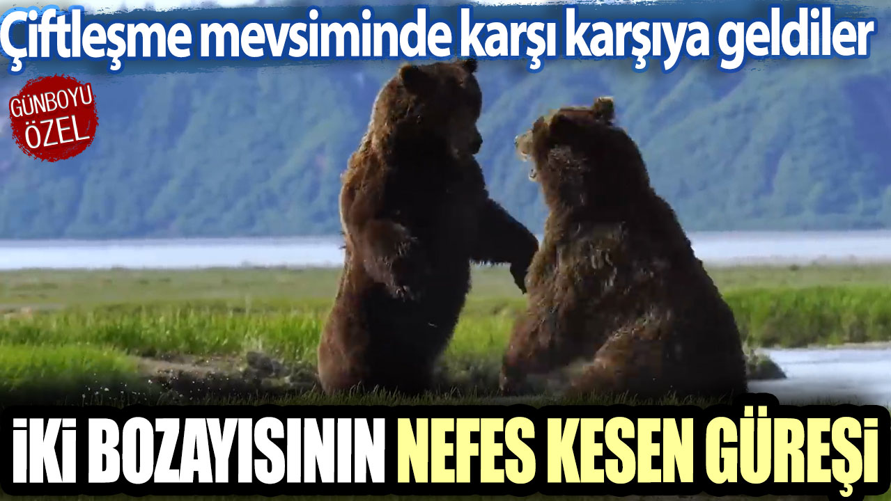 Çiftleşme mevsiminde karşı karşıya geldiler: İki bozayısının nefes kesen güreşi