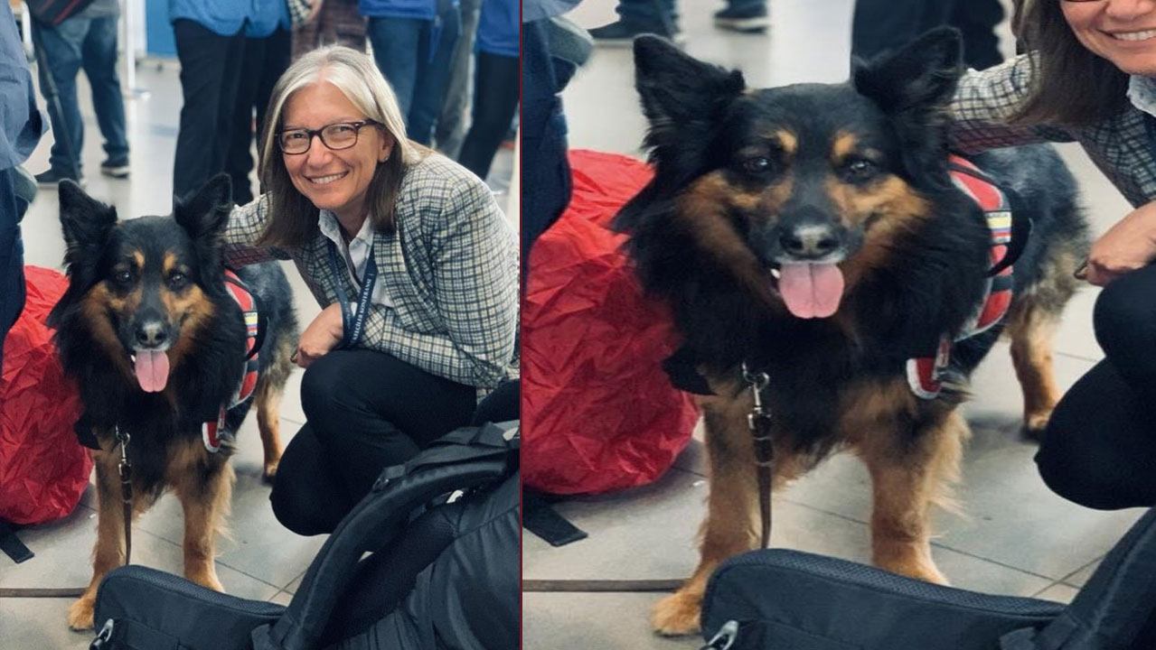 Türkiye'de deprem çalışmalarına katılan arama-kurtarma köpeği Aaron hayatını kaybetti