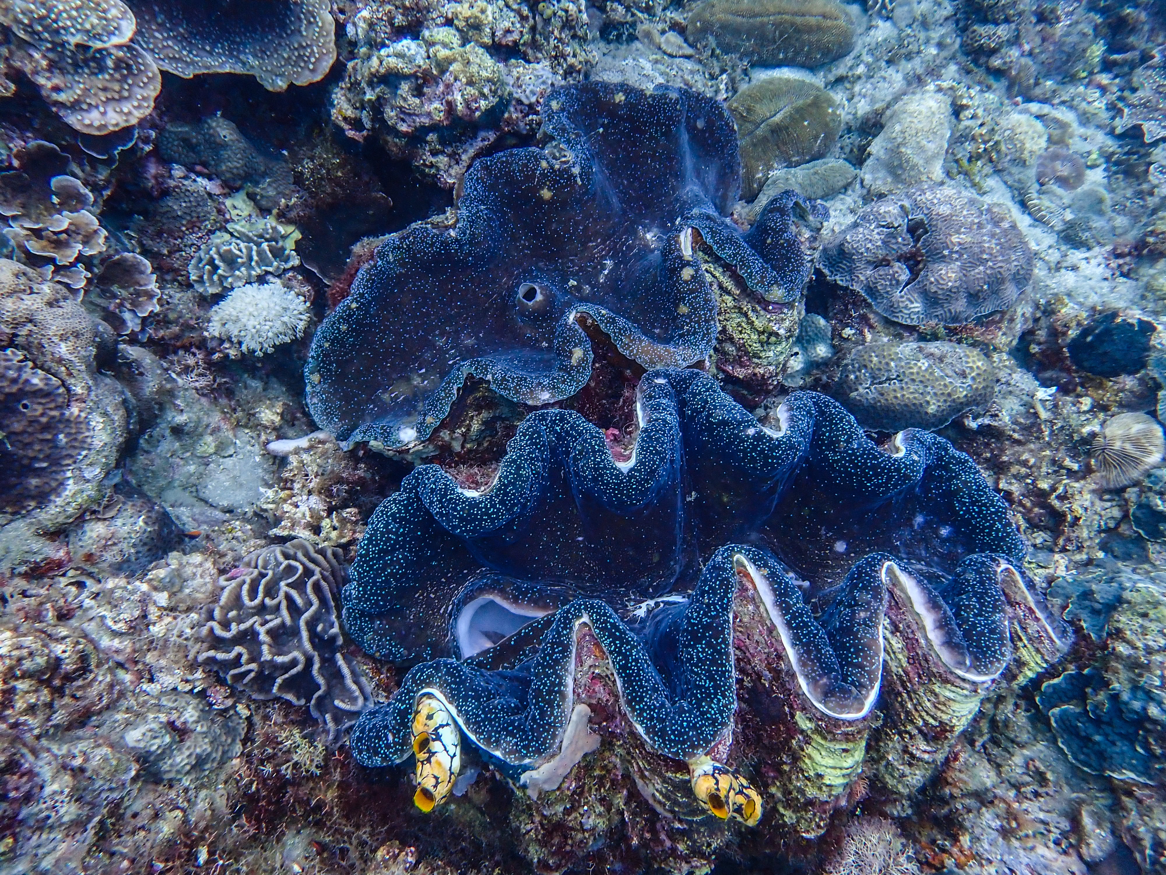 Ender bulunan deniz canlısı Filipinler'de görüntülendi