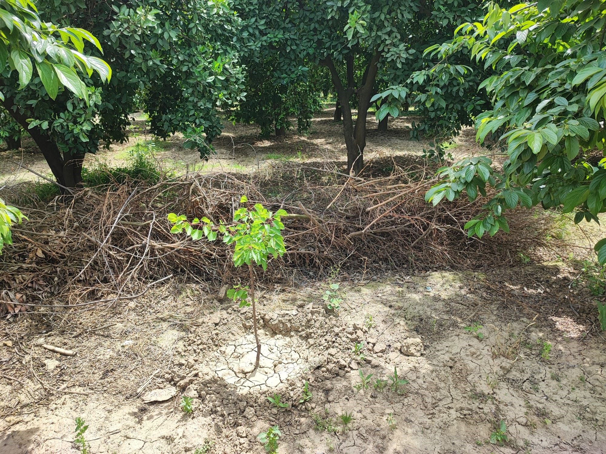 Adana’da vahşet: Boğazı kesilmiş halde bulundu!