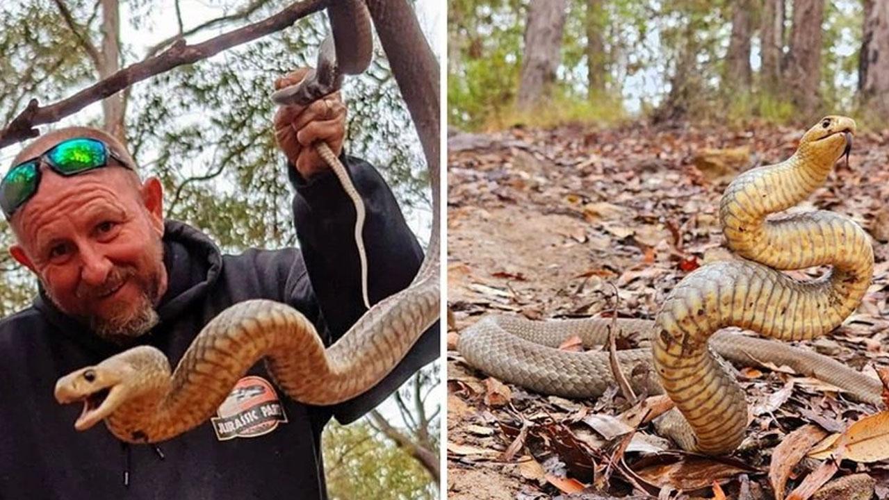 Evinin altından zehirli yılanı çekerek çıkardı!