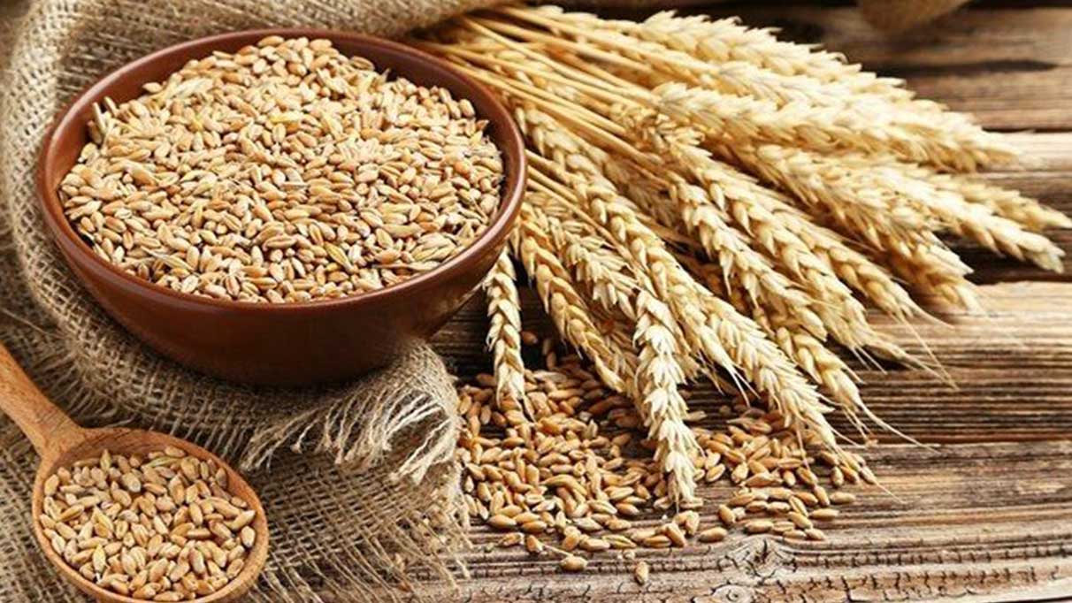 Sezonun ilk hasat edilen buğdayı bakın kaç liradan işlem gördü