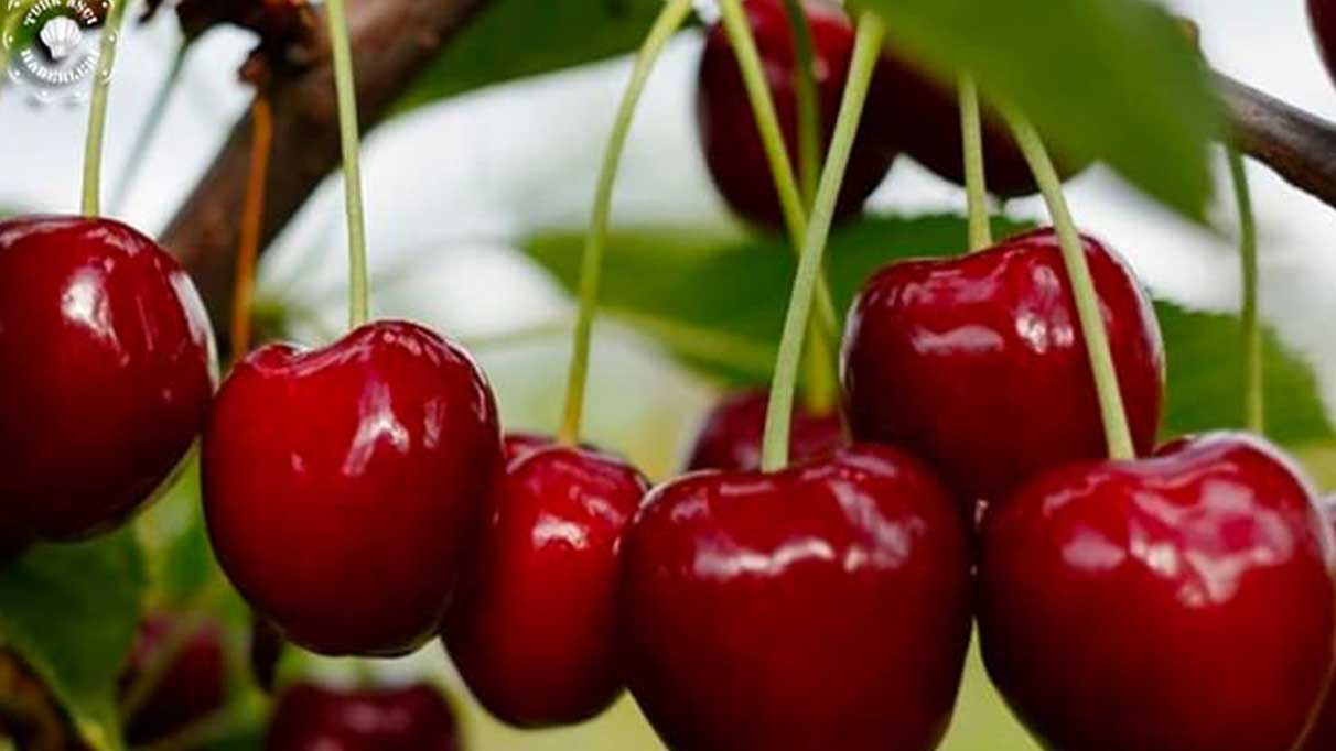 Mersin'de kiraz çıktı! İlk hasatlar Norveç, Almanya ve Rusya'ya