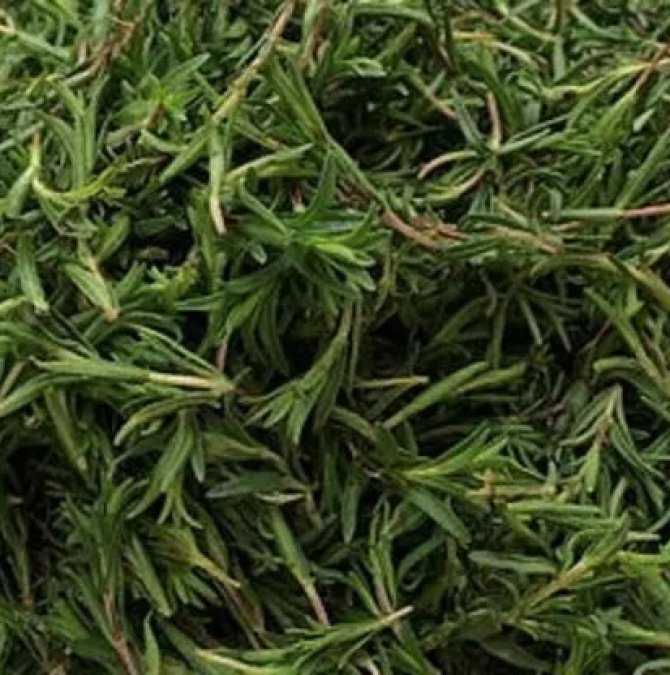 Zahter nedir? Zahter neye iyi gelir?