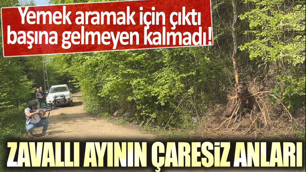 Yemek aramak için çıktı başına gelmeyen kalmadı: Zavallı ayının çaresiz anları