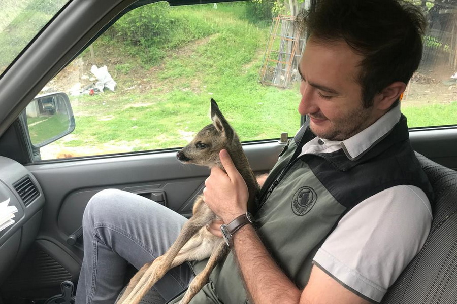 Bolu'da bulunan yavru karaca koruma altına alındı