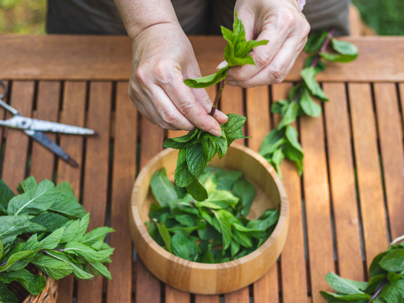 Taze nanenin faydaları nelerdir?