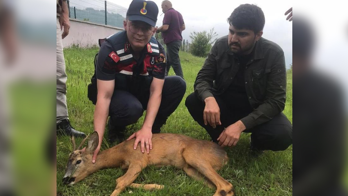 Tokat'ta yaralı karaca bulundu
