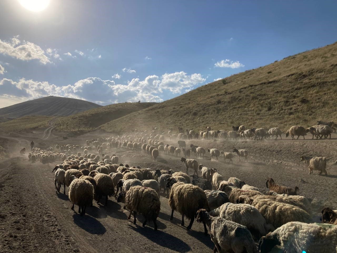 Koyun sürülerinin zorlu göç mesaisi başladı