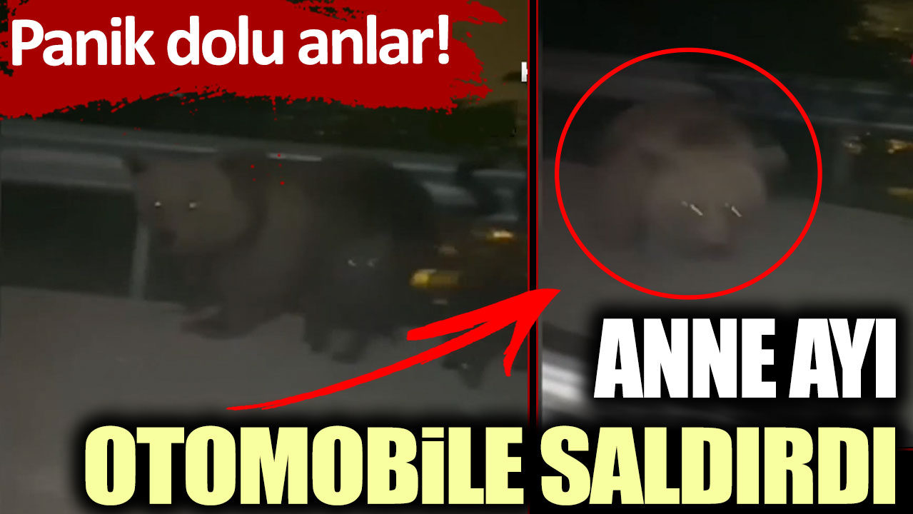 Panik dolu anlar! Anne ayı otomobile saldırdı