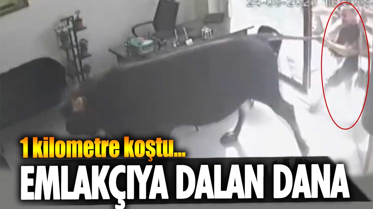 1 kilometre koştu… Emlakçıya dalan dana