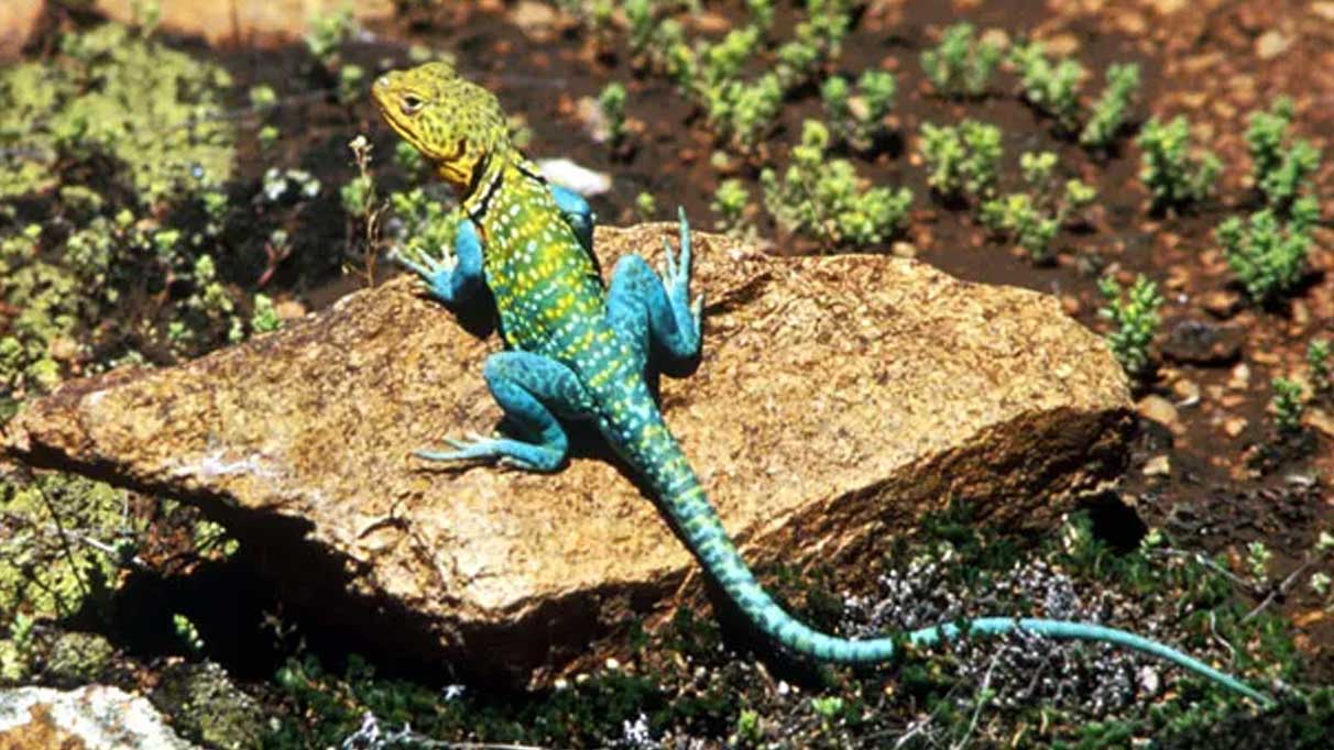 Rüyada kertenkele görmek ne anlama geliyor?