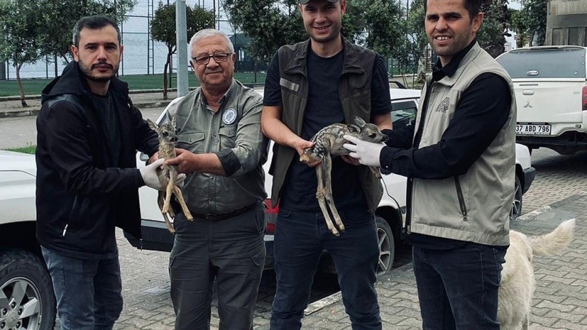 Kastamonu'da yavru karacalar korumaya alındı