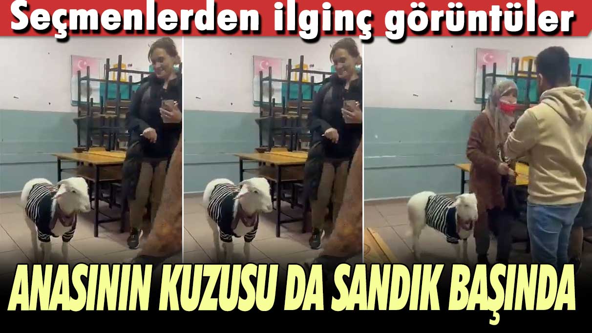 Seçmenlerden ilginç görüntüler! Anasının kuzusu da sandık başında