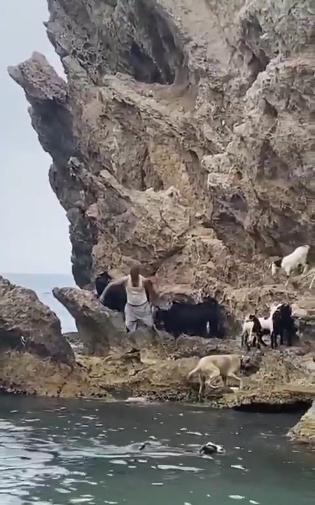 Keçilerin deniz keyfi hayran bıraktı