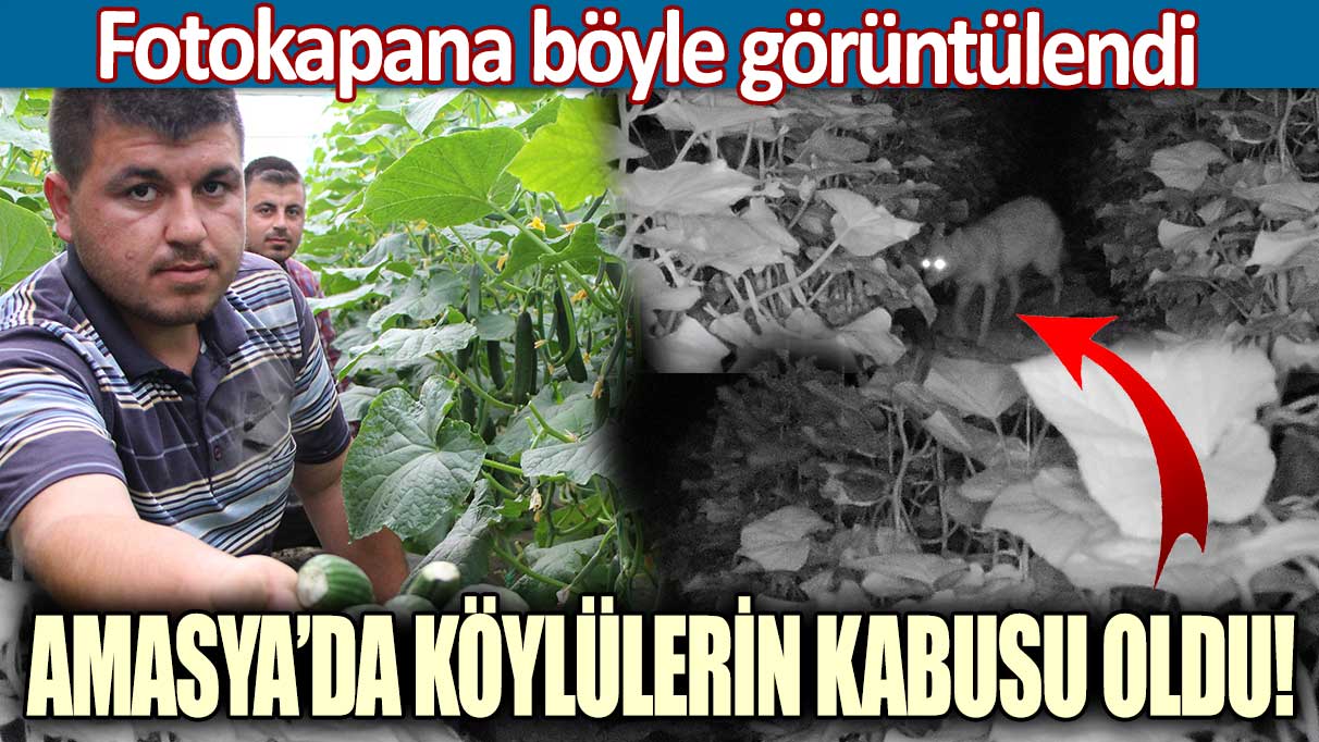 Amasya’da köylülerin kabusu oldu! Fotokapana böyle görüntülendi