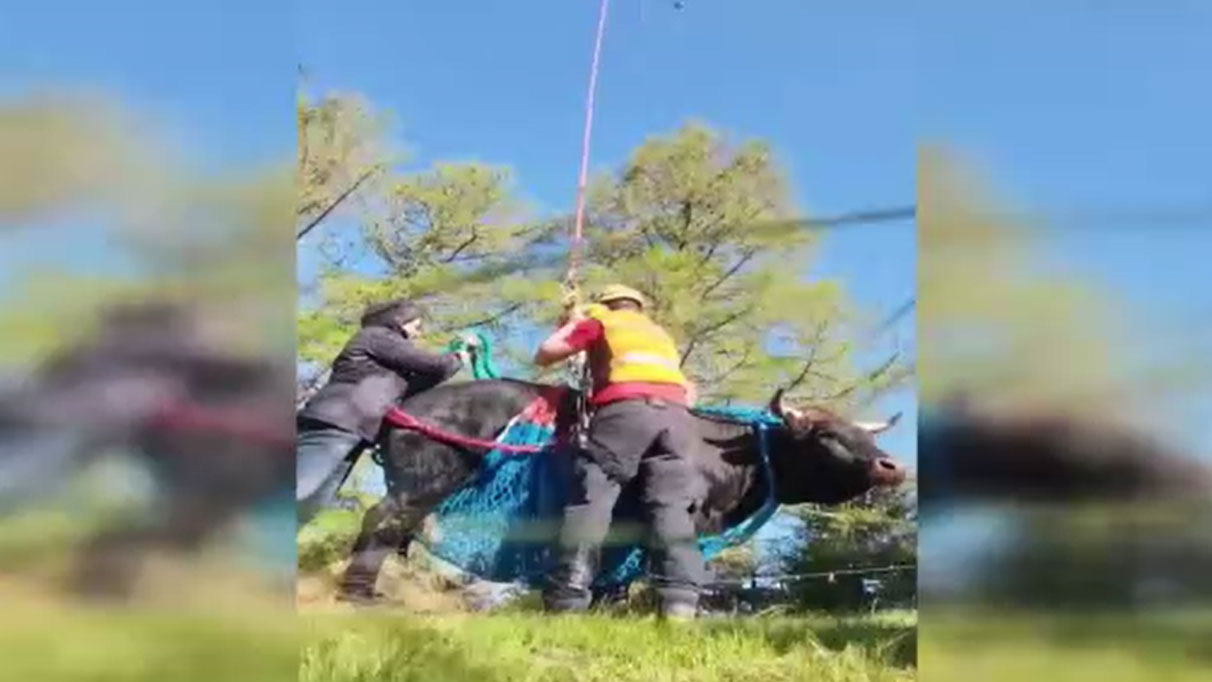 İsviçre’de bacağı kırık inek helikopterle kurtarıldı