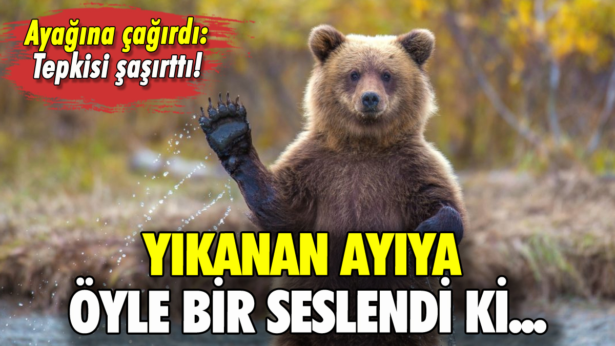 Vatandaş ayıyla konuştu: Tepkisi şaşırttı!