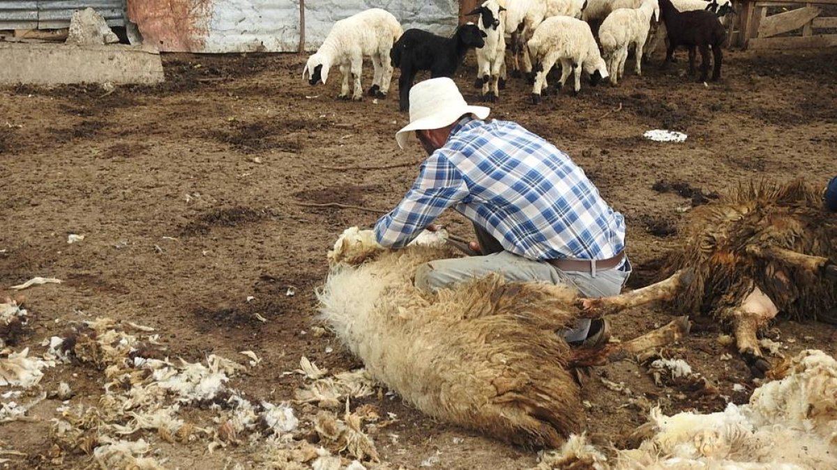 Kurt sürüsü 17 koyunu öldürdü