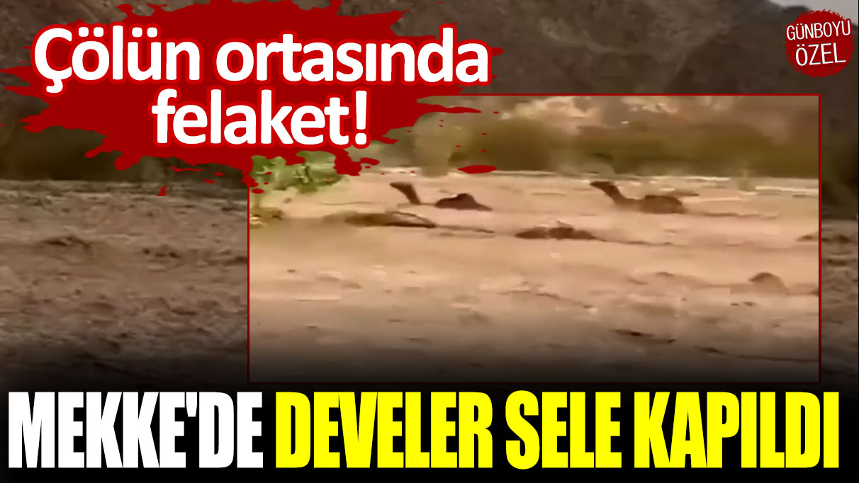 Çölün ortasında felaket: Mekke'de develer sele kapıldı!