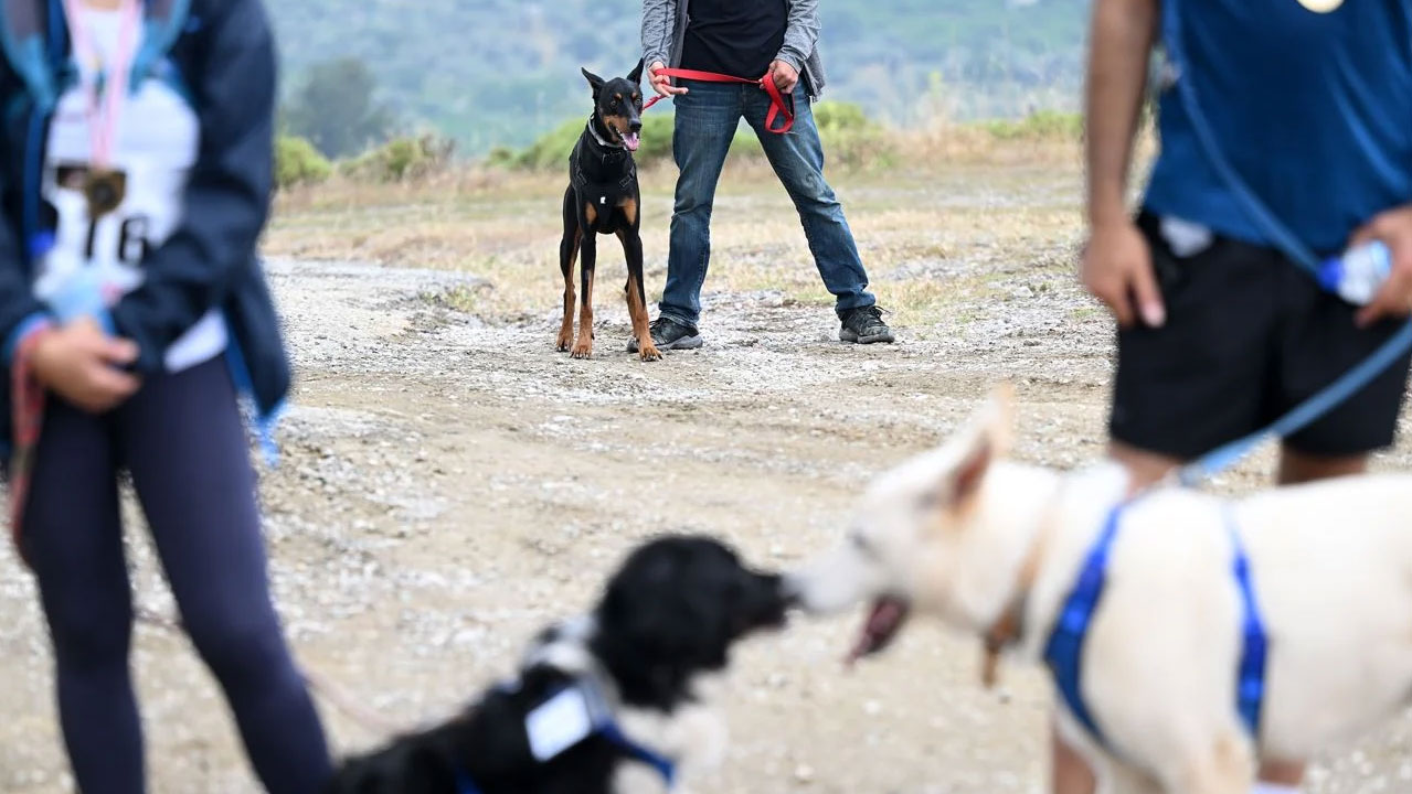 İzmir'de köpeğini alan spora koştu