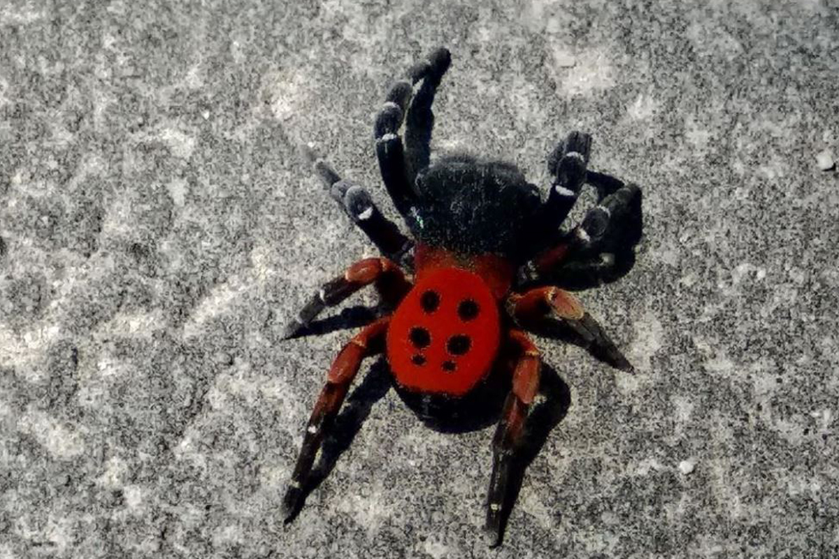 Zehirli uğur böceği korku salıyor: Bir ilde daha görüldü!