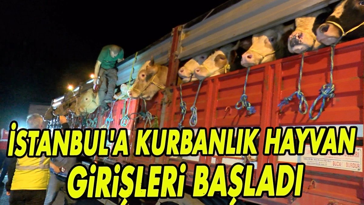 İstanbul'a kurbanlık hayvan girişleri başladı