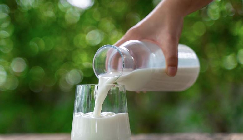 Toplanan inek sütü miktarı yüzde 2,4 arttı