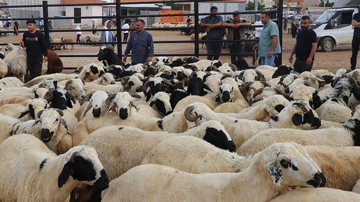 Doğu Anadolu'daki o illerden 150 binin üzerinde kurban getirilecek
