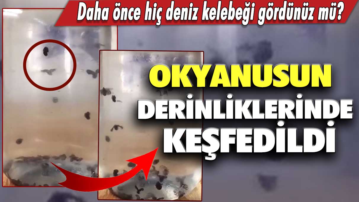 Okyanusun derinliklerinde keşfedildi! Daha önce hiç deniz kelebeği gördünüz mü?