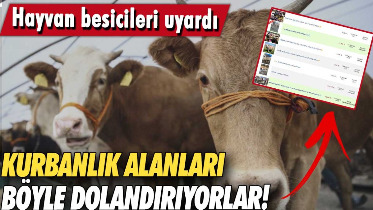 Hayvan besicileri uyardı: Kurbanlık alırken dolandırılmayın!