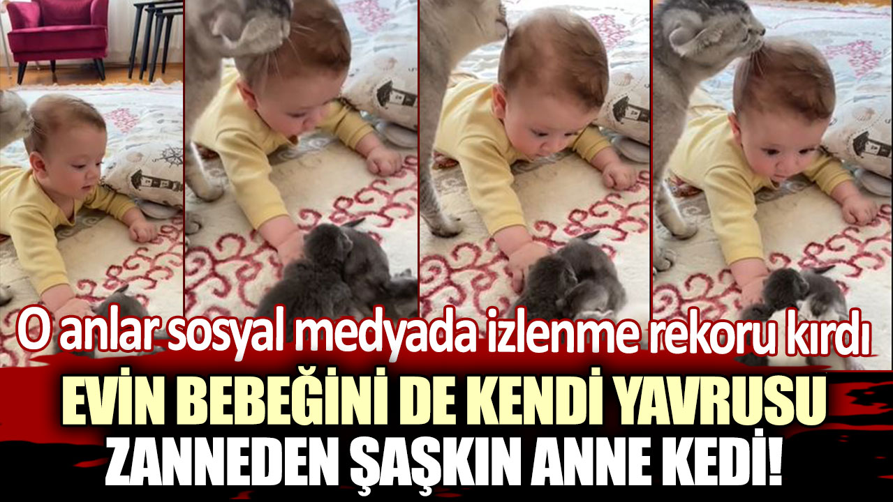 Evin bebeğini de kendi yavrusu zanneden şaşkın anne kedi! O anlar sosyal medyada izlenme rekoru kırdı