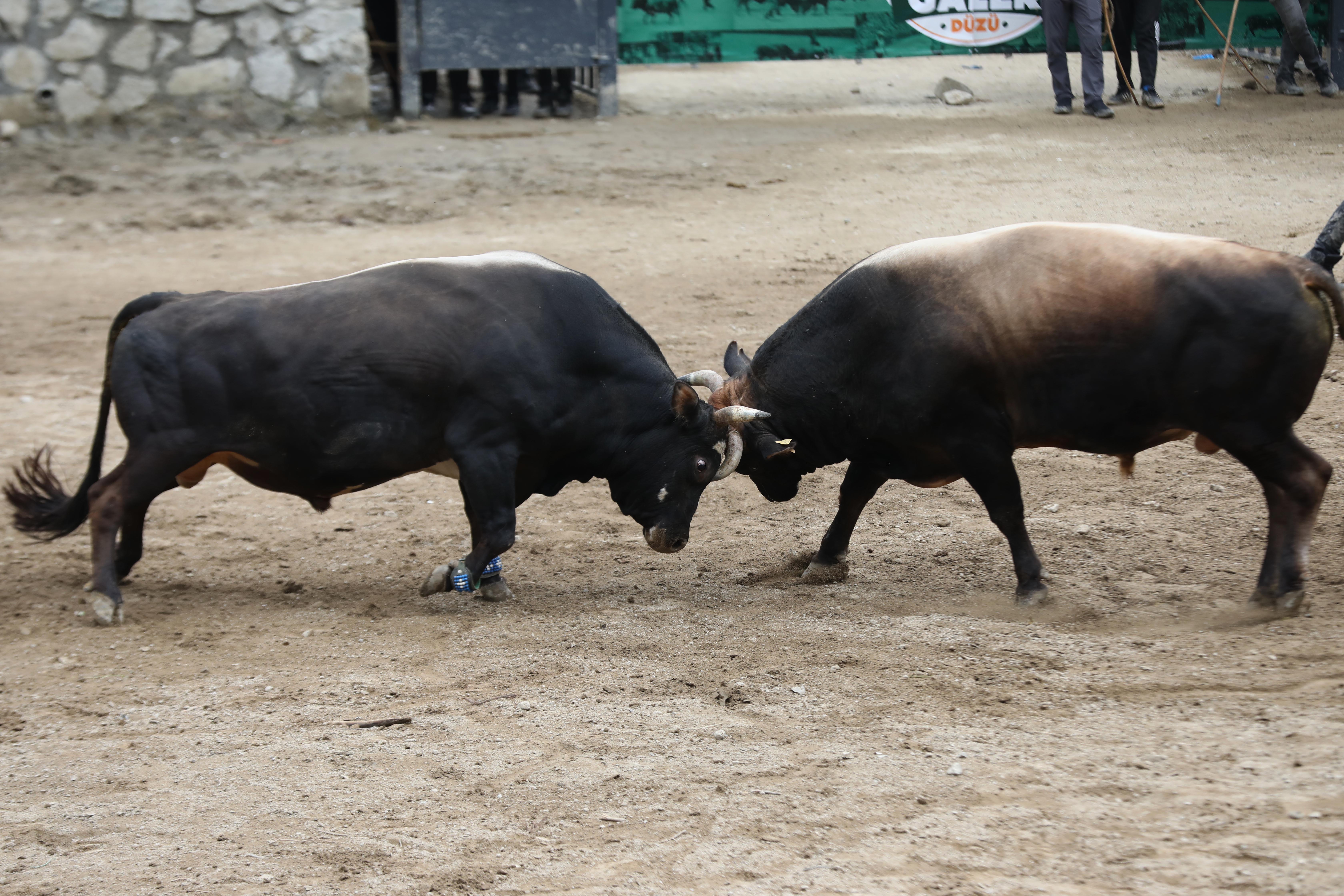 27. Çamlıhemşin Ayder Kültür, Sanat ve Doğa Festivali sona erdi