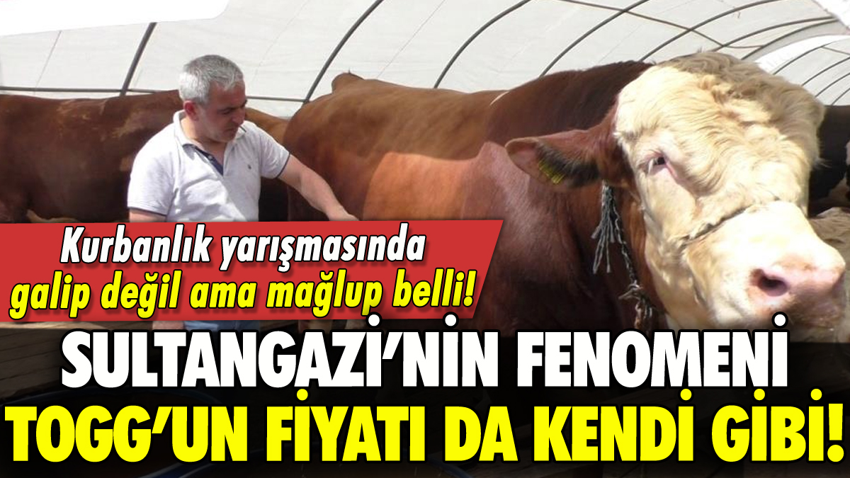 Bu TOGG başka! Kurbanlık yarışmasında mağlup belli!