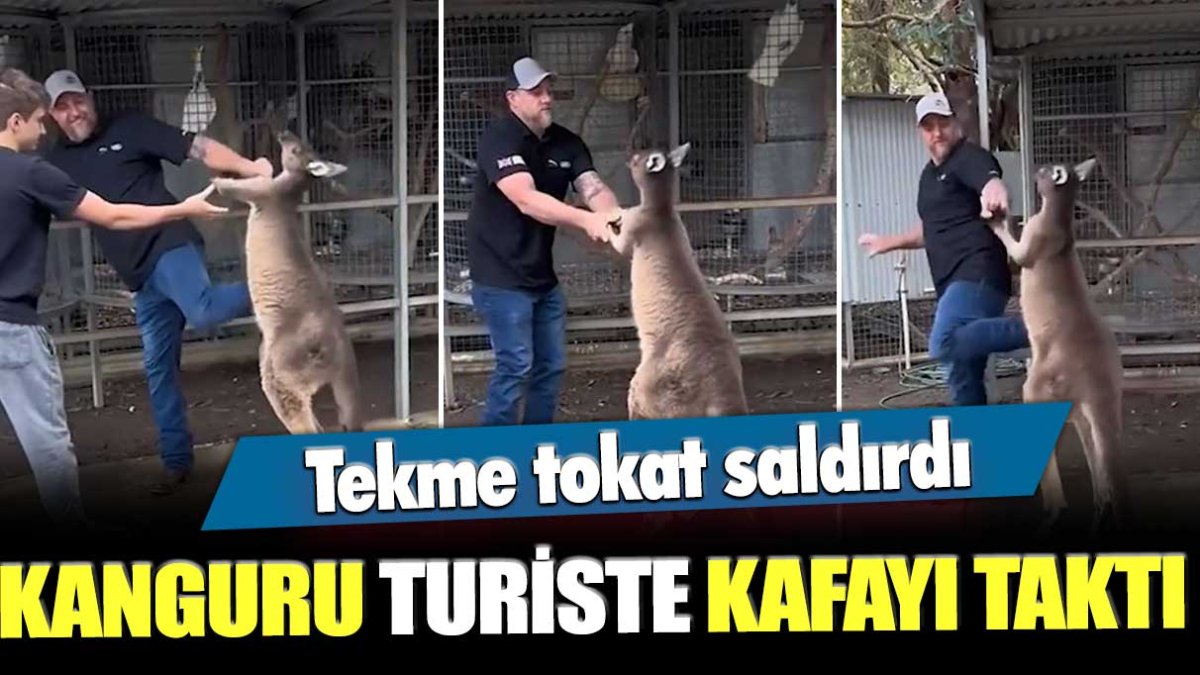 Tekme tokat saldırdı! Kanguru turiste kafaya taktı